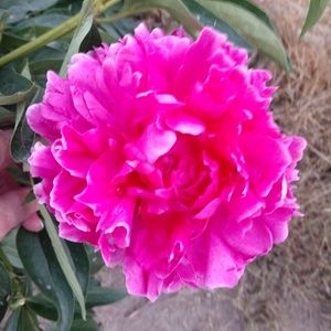 Meet your Posher, Carol